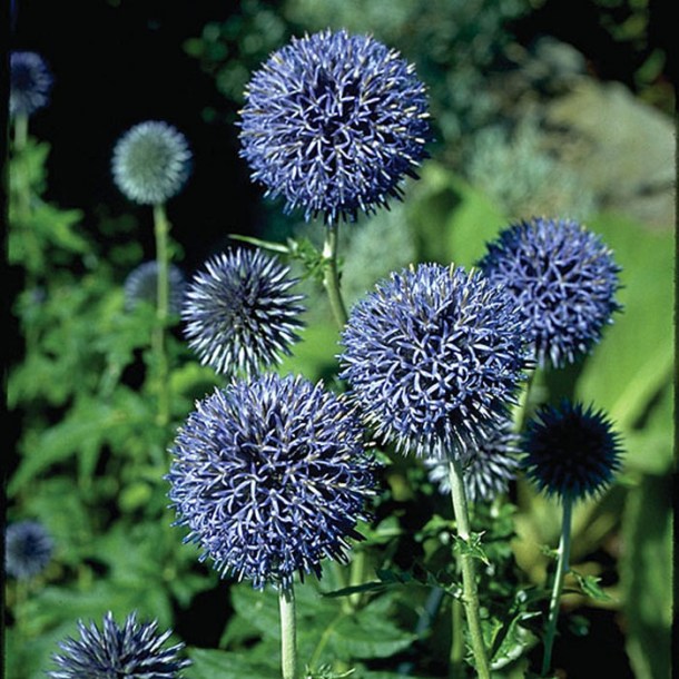 2990-echinops-ritro