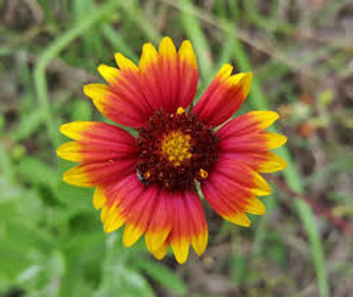 3014-gaillardia-bremen