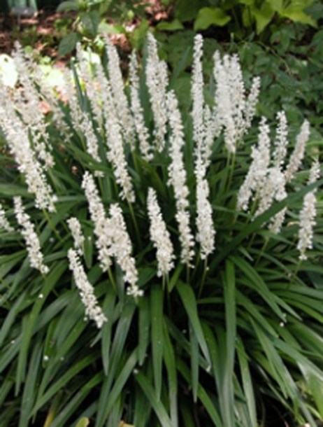 3092-liriope-muscari-monroe-white