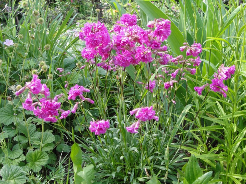 3133-lychnis-viscaria-splendens