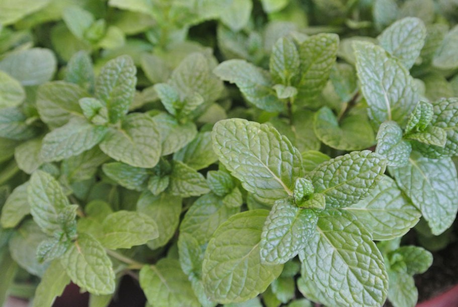 3145-mentha-piperita