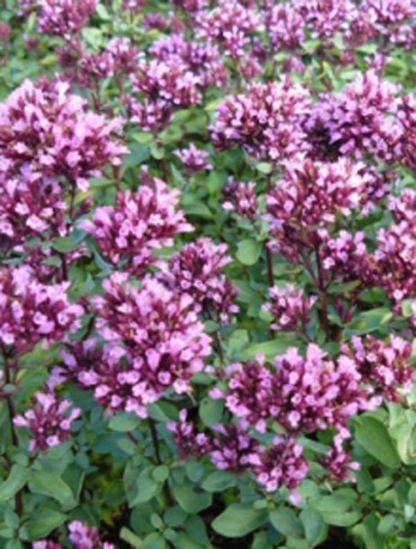3159-origanum-laevigatum-herrenhausen