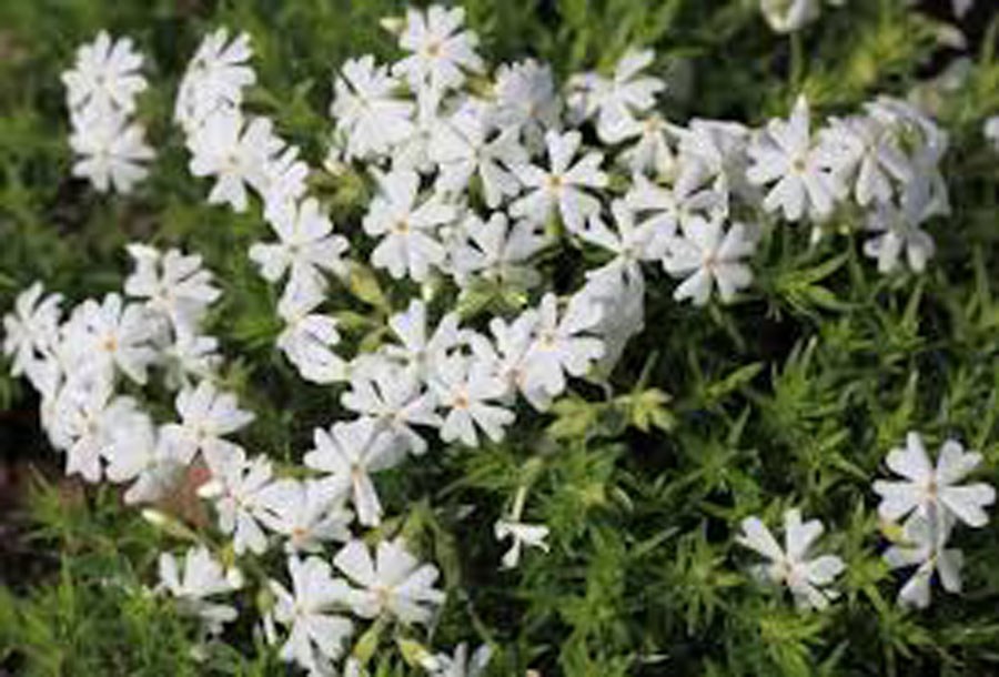 3189-Phlox_subulata_maischnee
