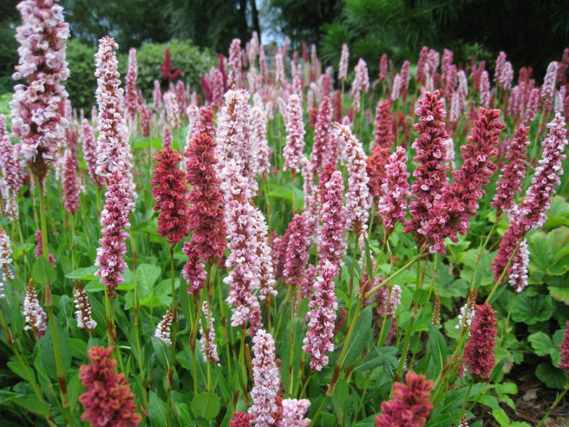 3199-Persicaria-affinis-superba