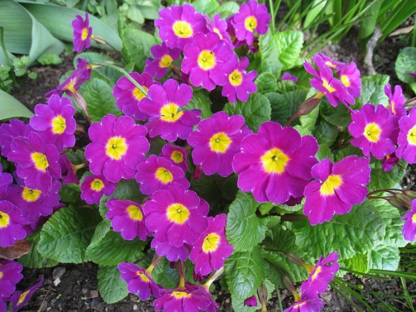 3210-primula-wanda