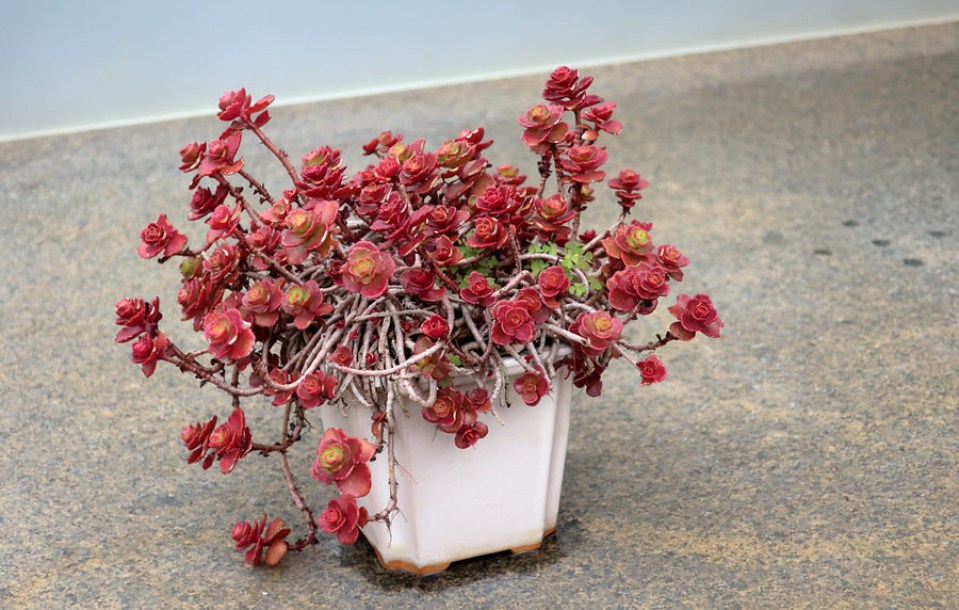 3250-sedum-spurium-schorbuser-blut
