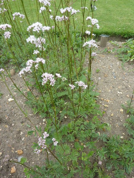 3274-valeriana_officinalis_by-magnus-manske