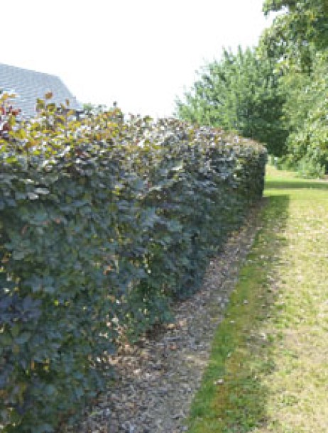 3312-fagus-sylvatica-atropunicea