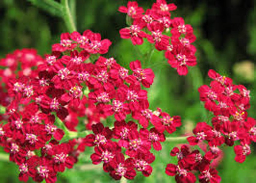 3318-achillea-red-velvet