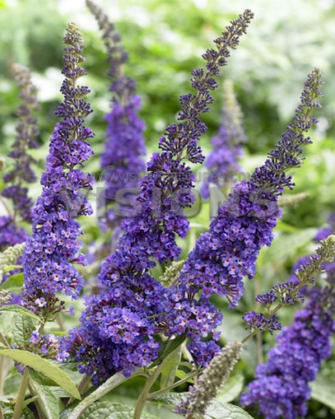 3328-buddlea-empire-blue