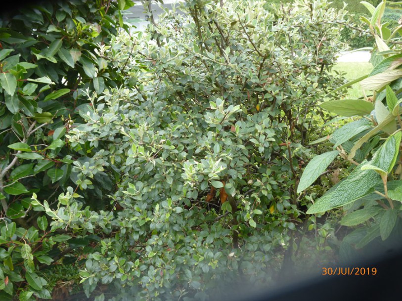 3328-cotoneaster-franchetti