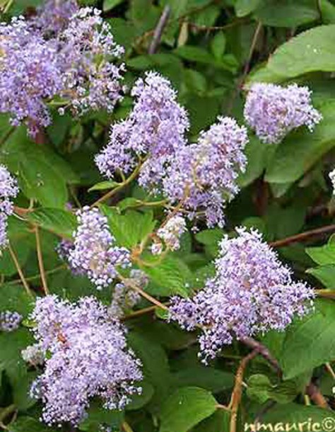 3330-ceanothus-gloire-de-versailles