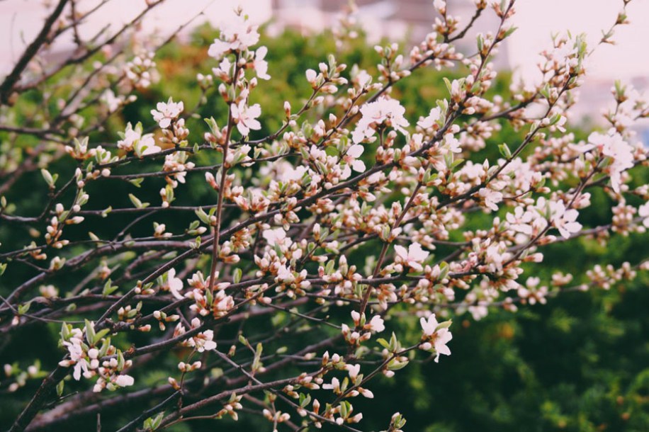 3330-deutzia-rosea