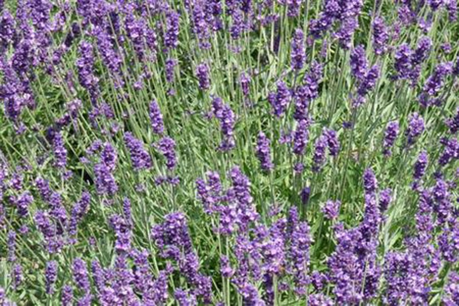 3342-lavandula-ang.-dwarf-blue