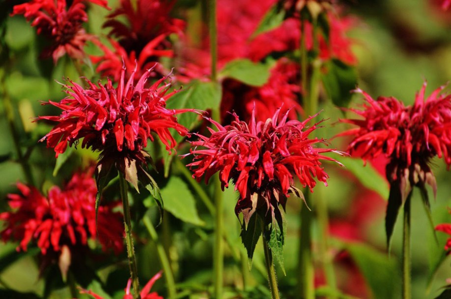 3392-Monarda-Jacob-Cline-(2)