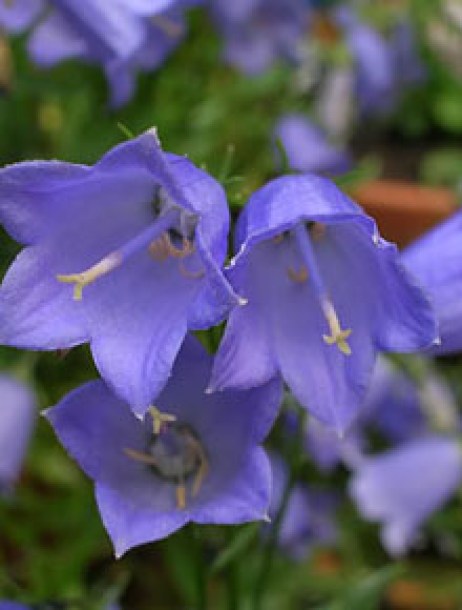 3417-campanula-cochleariifolia-blue-baby
