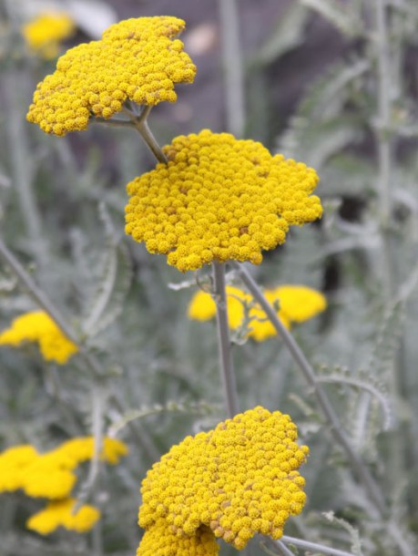 3429-achillea-coronation-gold