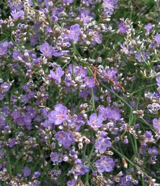 3434-limonium-latifolium