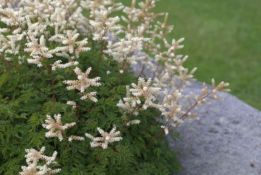 3436-Aruncus_aethusifolius_by-Averater