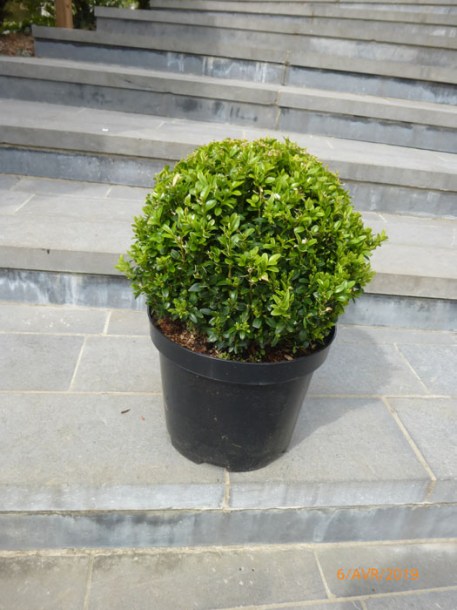 347-buxus-boule