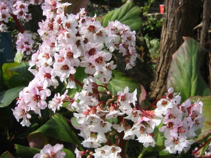 3481-bergenia-silberlicht