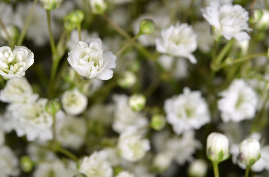 3500-gypsophila-bristol-fairy