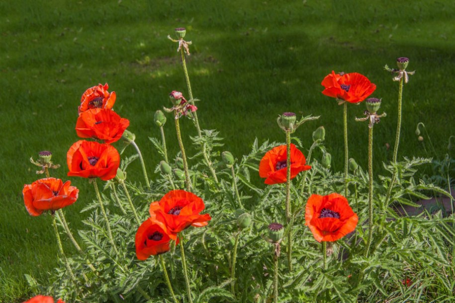 3506-papaver-orient-brillant