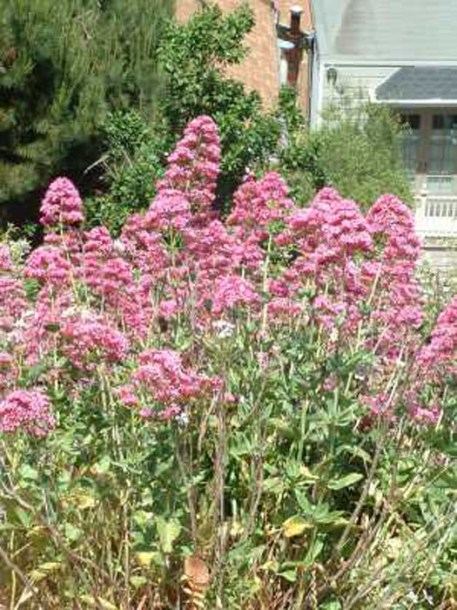 3532-centranthus-ruber-coccineus