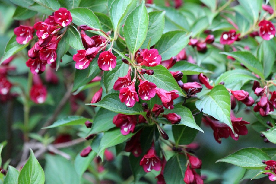 3661-weigela-bristol-ruby