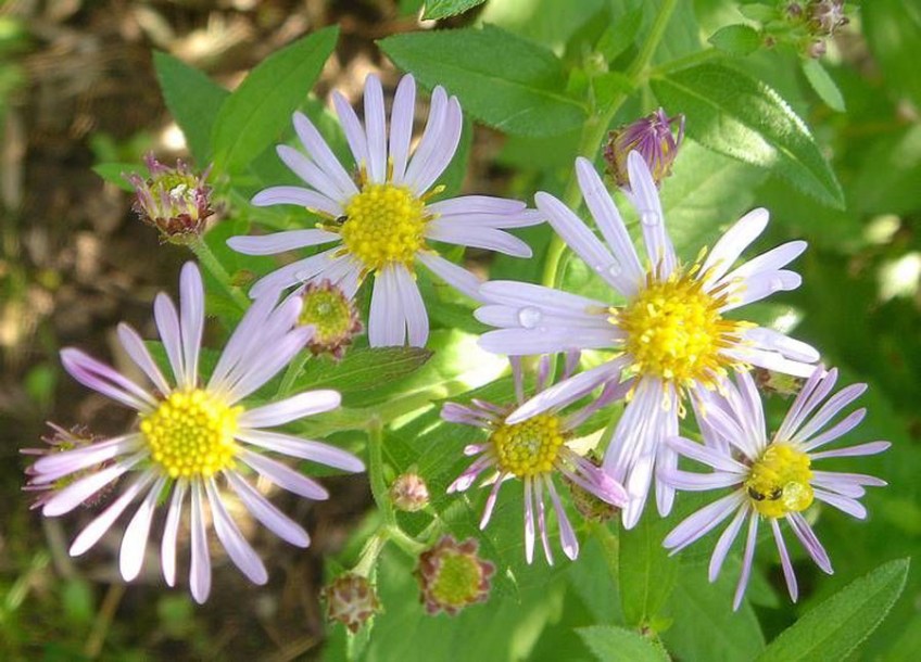 3749-aster-asran
