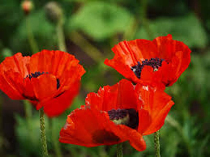 3765-papaver-orientalis-marcus-perry
