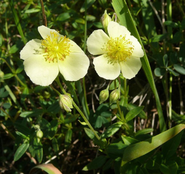 3786-helianthemum-elfenbeiglanz-bernd-haynold