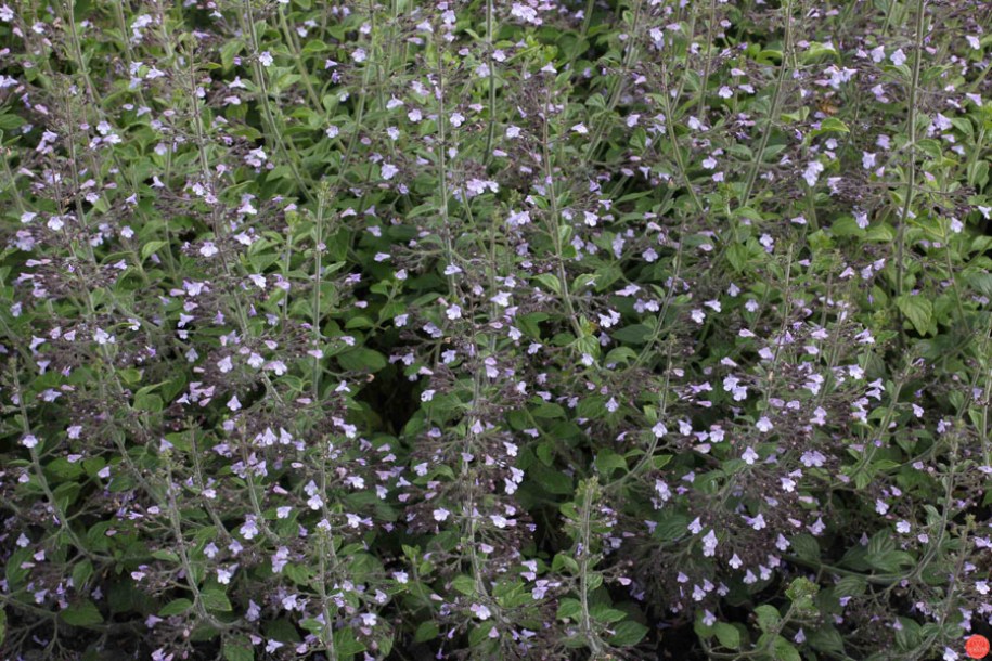3813-calamintha-nepeta-nepeta
