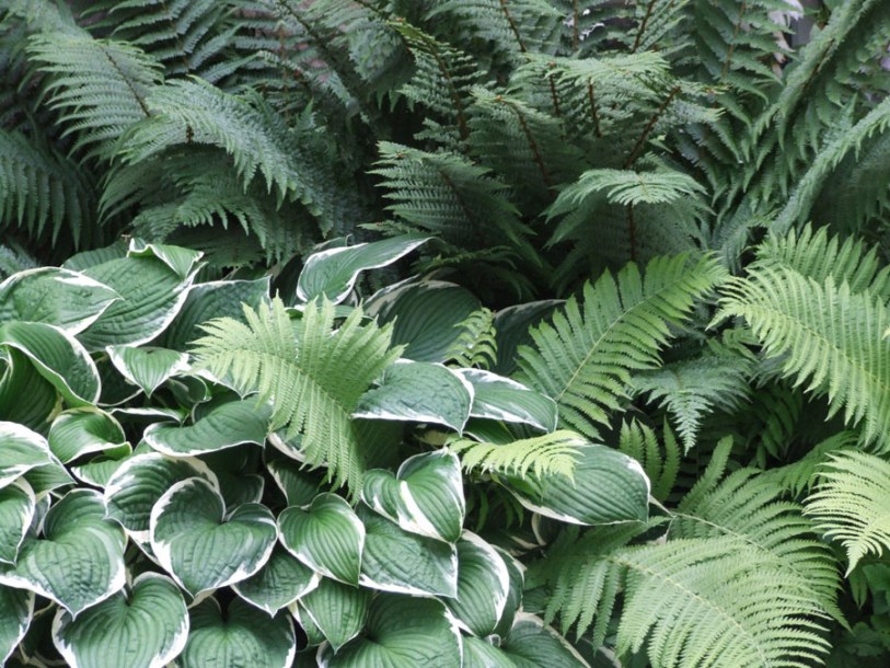 3830-hosta-patriot