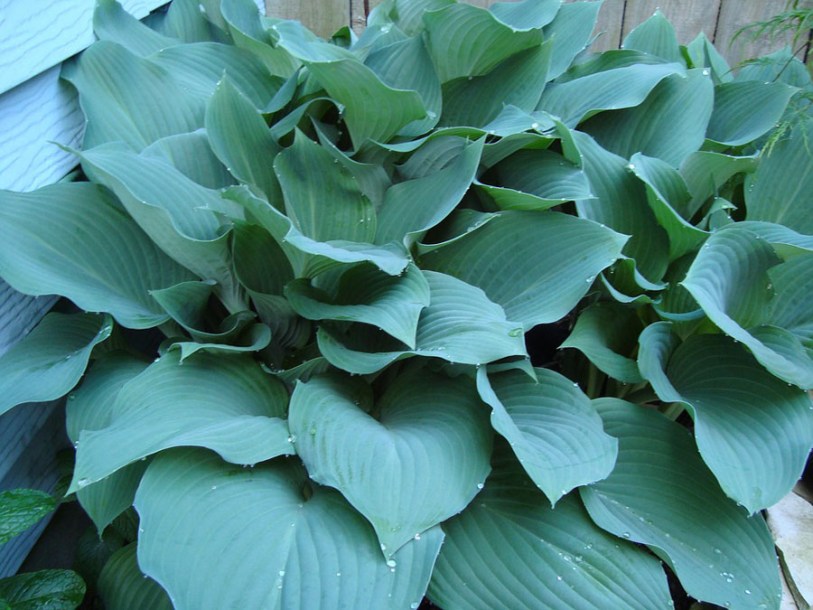 3833-hostas-blue-cadet