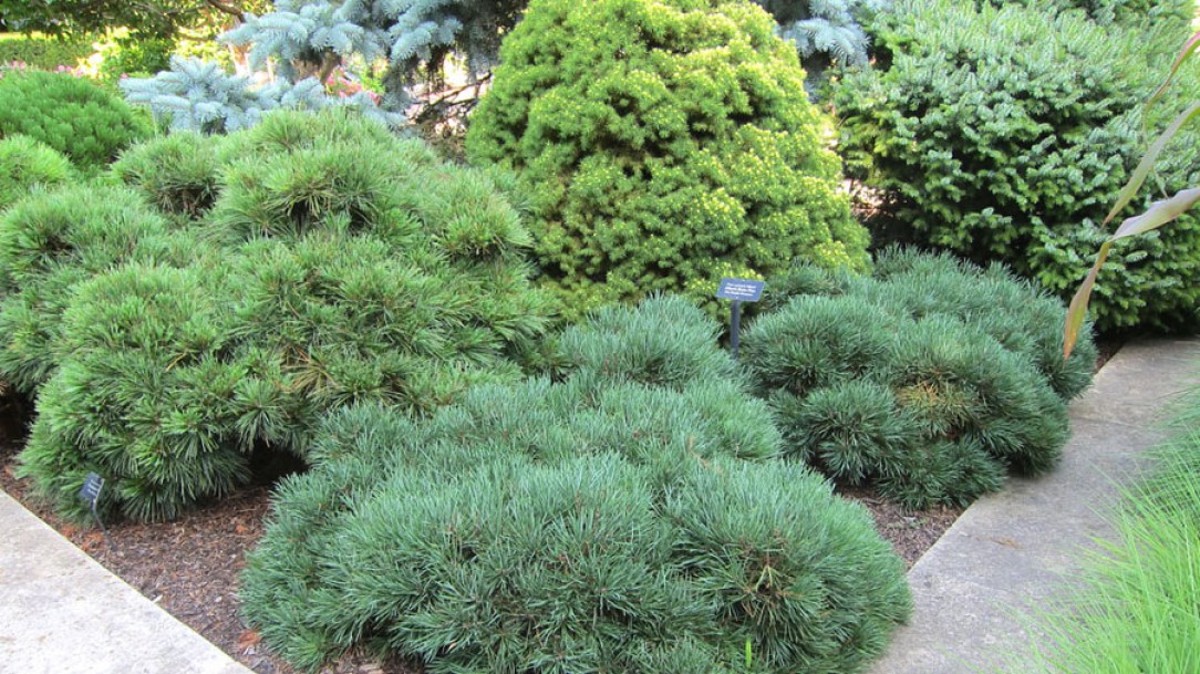 3875-pinus-strobus-radiata