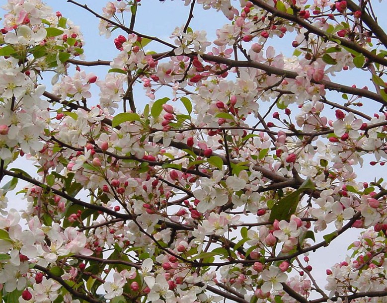 3877-malus-evereste