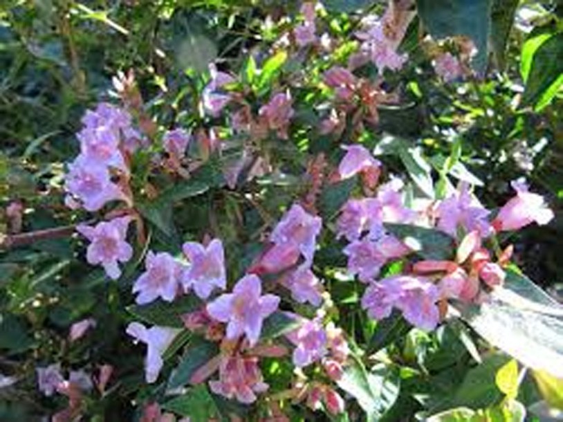 3923-abelia-edward-goucher-leonora-(ellie)-enking