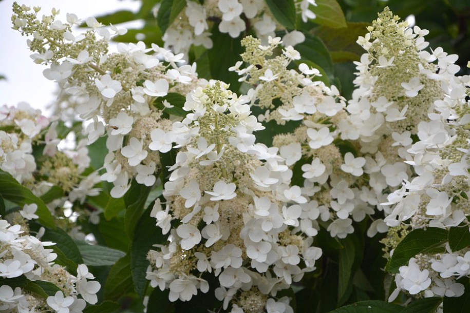 3970-hydrangea-paniculata-floribunda