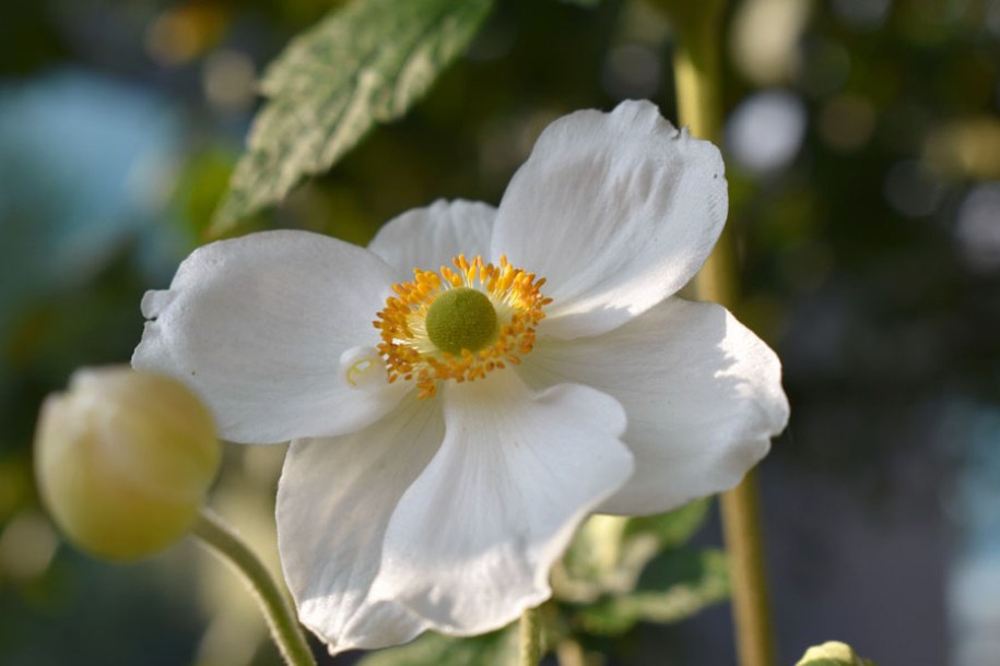 3977-anemone-hybr-coupe-d-argent