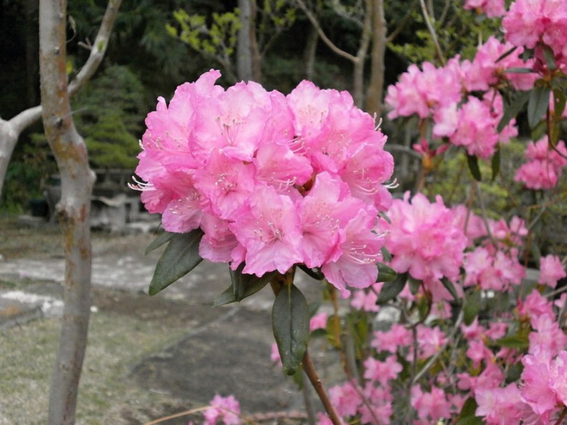 4001-rhododendron-yakushimanum-polaris