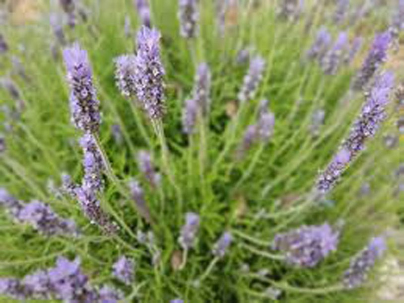 4039-lavandula-blue-cushion2