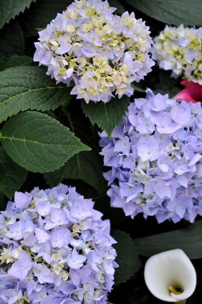 4066-hydrangea-endless-summer