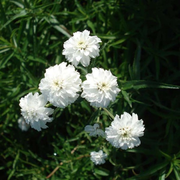 4092-achillea-perry-white