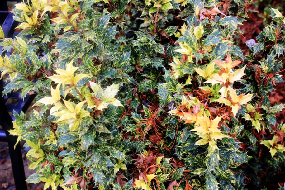 4109-osmanthus-heter-goshiki