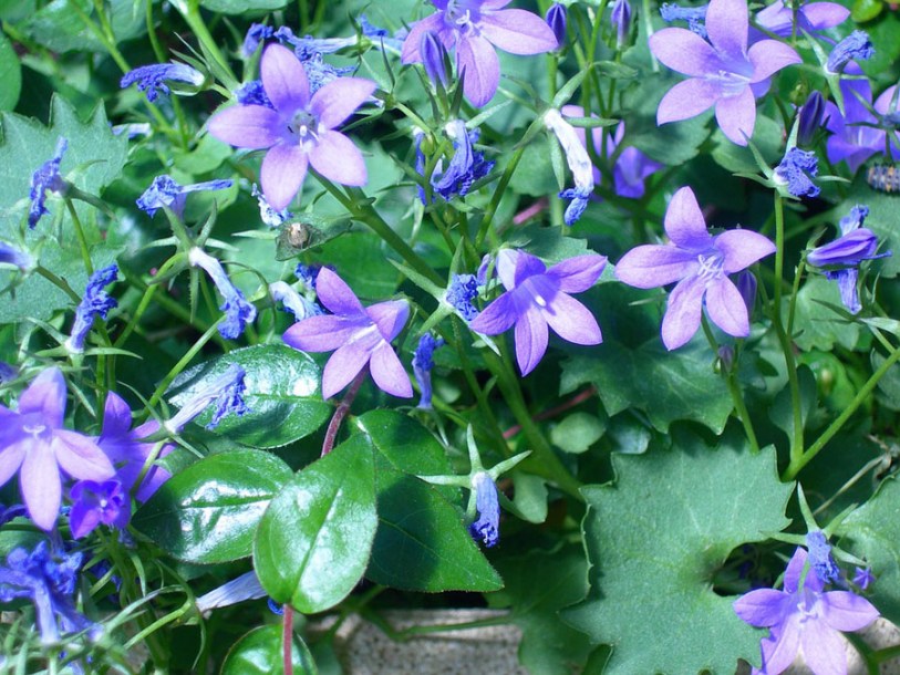 4136-campanula-stella