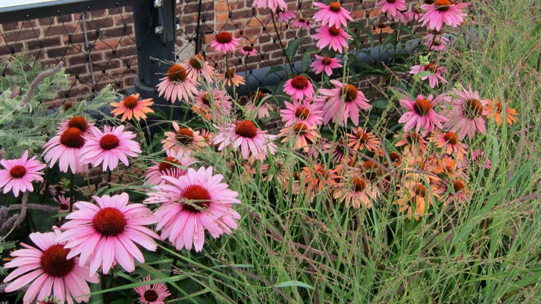 4186-echinacea-magnus