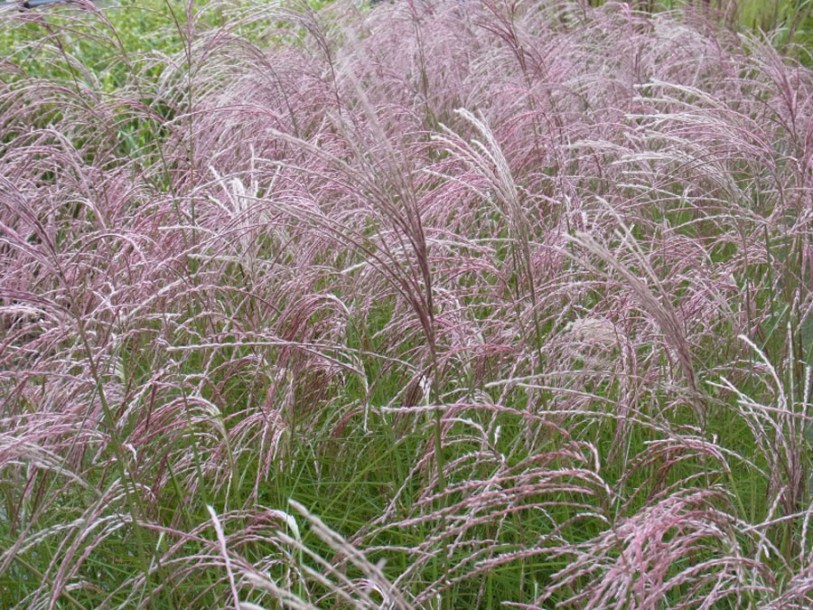 4211-miscanthus-flamingo