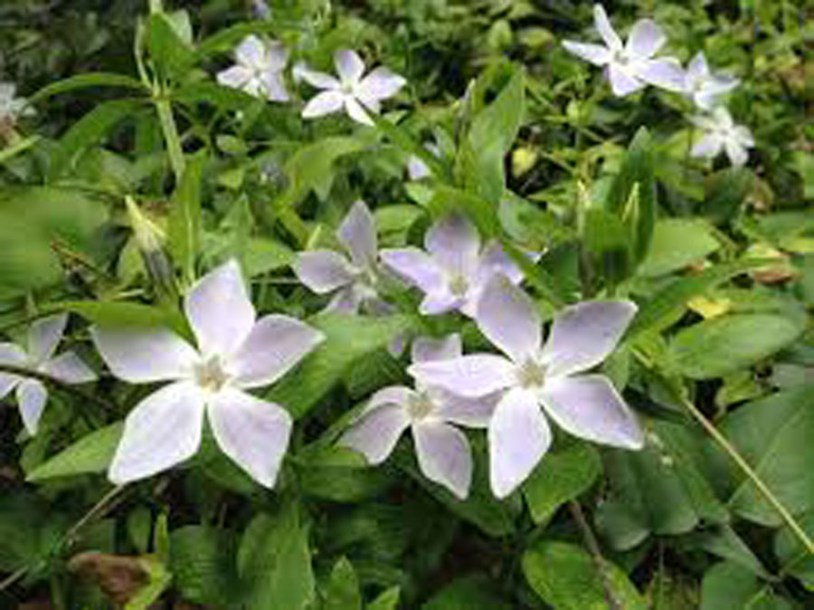 4227-campanula-eh-frost
