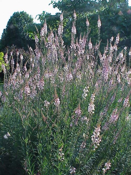 4228-linaria-purpurea-canon-went